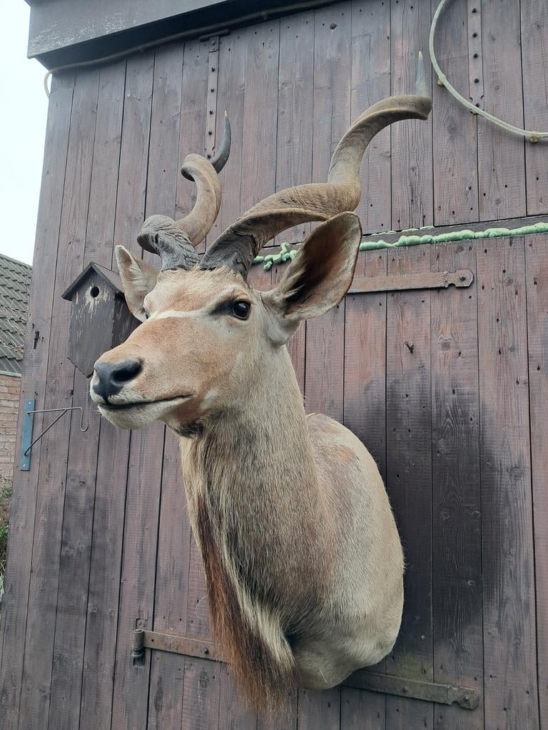 Prachtige Grote Opgezette Koedoe–Jacht Trofee–Bieden v.a.500, Verzamelen, Ophalen, Zo goed als nieuw, Wild dier, Opgezet dier