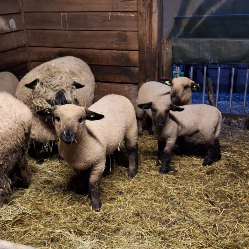 Hampshire Down ooi lammeren te koop, Vrouwelijk, Schaap, 0 tot 2 jaar