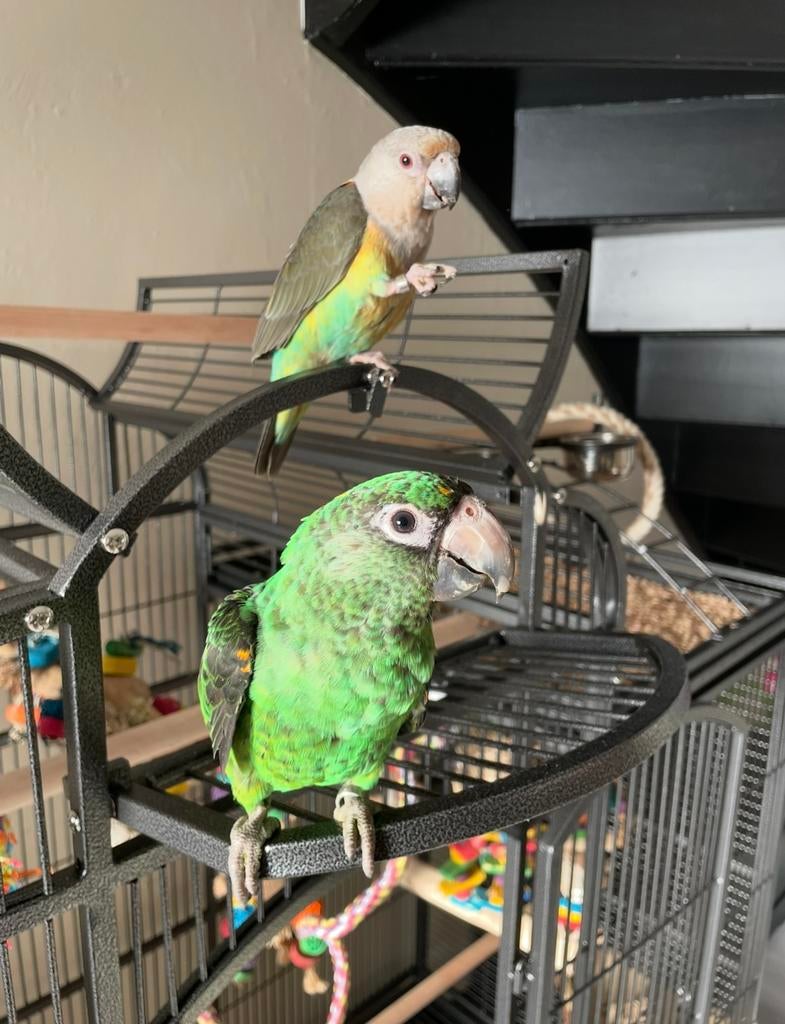 Roodbuik & jardine papegaai, Dieren en Toebehoren, Vrouwelijk, Papegaai