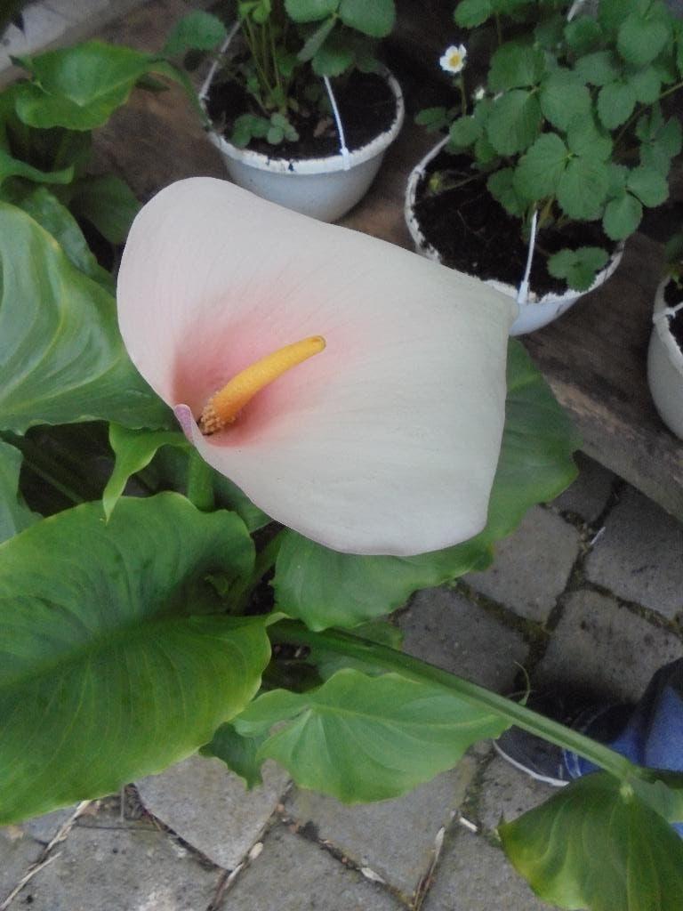 Calla Flamingo, Tuin en Terras, Overige soorten, Volle zon, Vaste plant, Ophalen of Verzenden