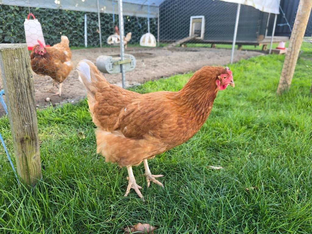 Ongeveer 26 bruine legkippen, Dieren en Toebehoren, Pluimvee, Vrouwelijk, Kip