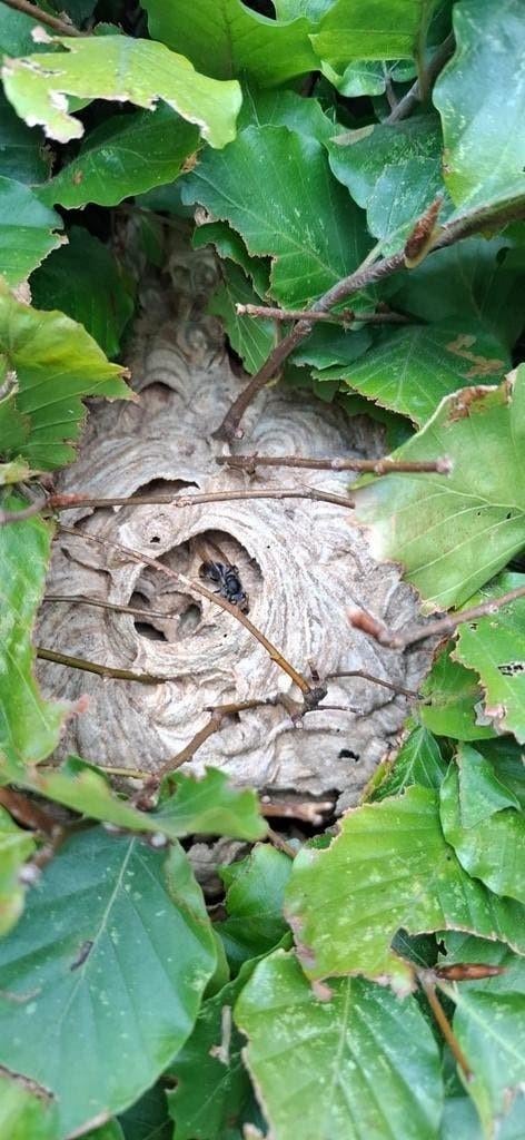 Aziatische hoornaar /vrijwillige basis, Dieren en Toebehoren, Overige Dieren-accessoires, Ophalen