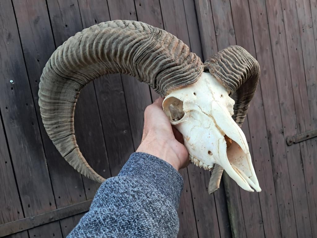 Moeflon ram schedel, hoorn. Groot / zwaar. Landelijk mancave, Verzamelen, Dierenverzamelingen, Gebruikt, Schedel, Wild dier, Ophalen of Verzenden