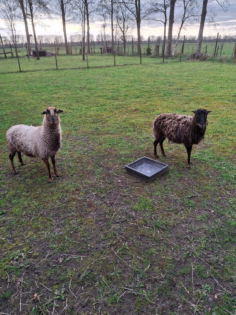Kameroen schapen, Vrouwelijk, Schaap, 3 tot 5 jaar