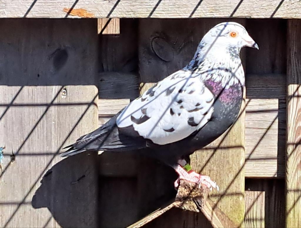 Koppel getijgerde kleurpostduiven, Meerdere dieren, Postduif