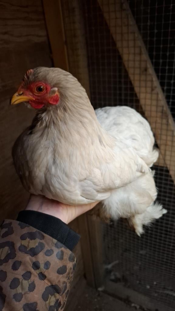 Broedeieren Cochin Kriel, Dieren en Toebehoren, Pluimvee, Geslacht onbekend, Kip