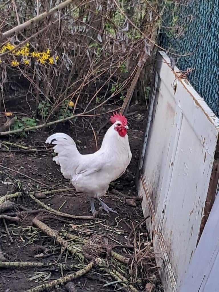 Te koop, Dieren en Toebehoren, Pluimvee, Mannelijk, Kip