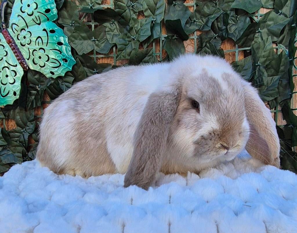 Franse hangoor voedster, Dieren en Toebehoren, Konijnen, Vrouwelijk, Groot, Hangoor