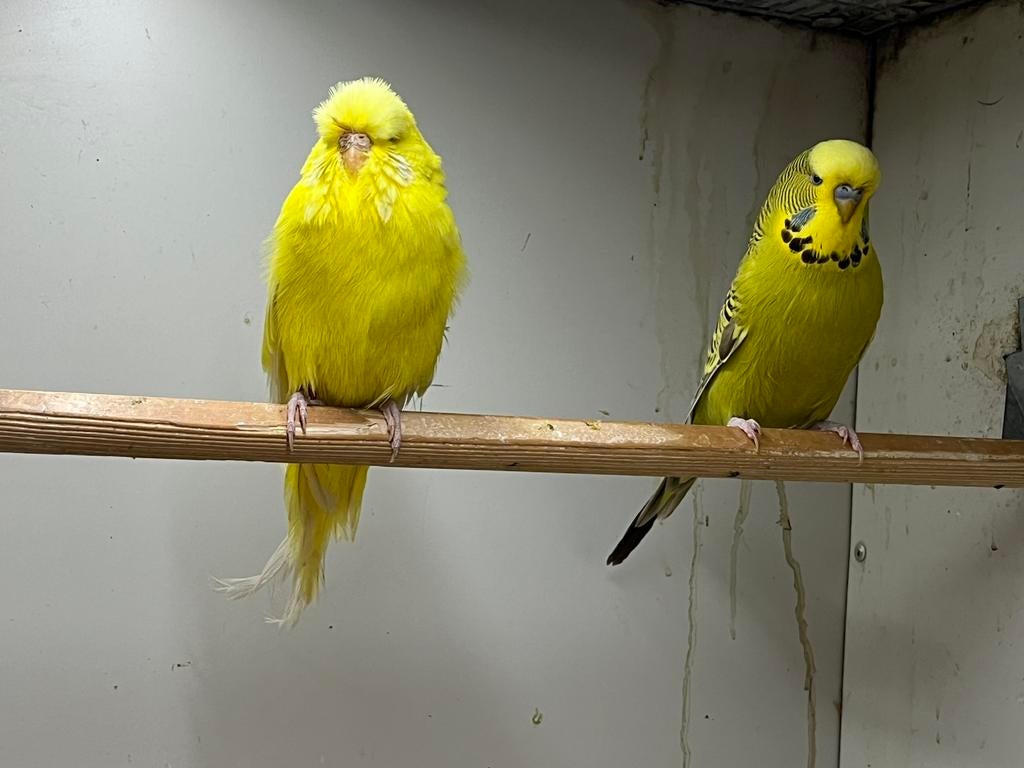 2-2 Engelse Grasparkiet, Meerdere dieren, Parkiet, Geringd