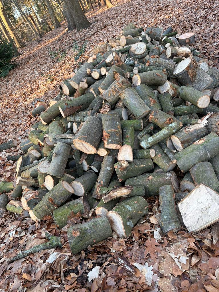 Goed hanteerbare en kliefbare eiken en beuken stammen, 6 m³ of meer, Ophalen, Eikenhout, Stammen