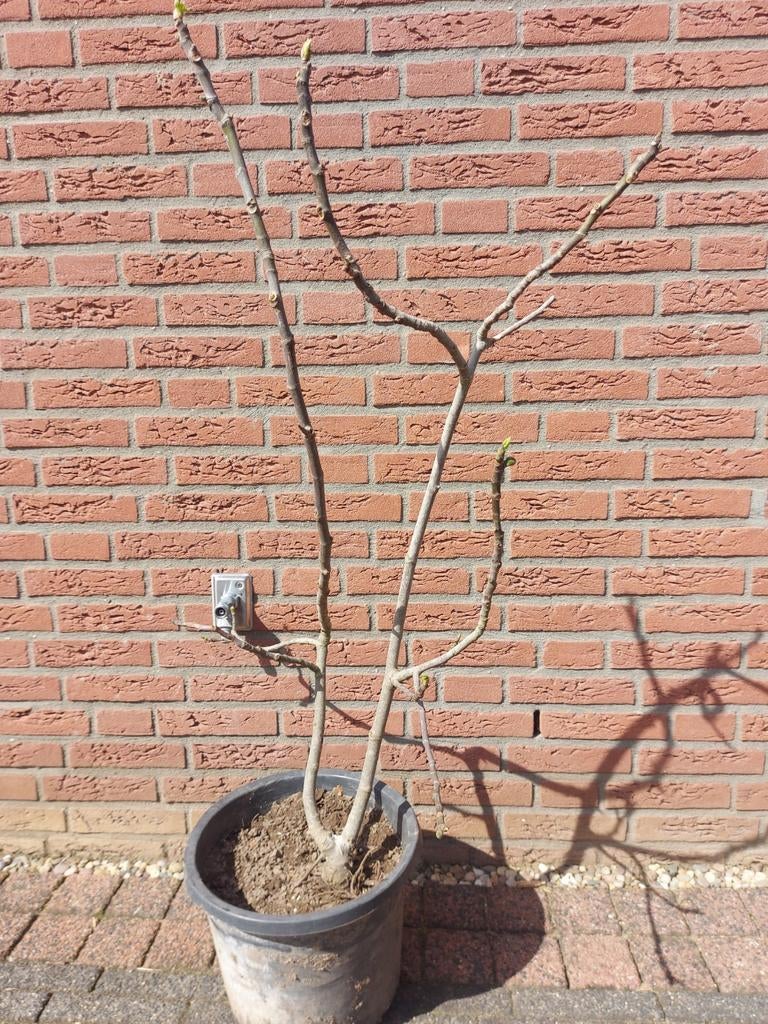 Vijgenstruik, Ophalen, Overige soorten, Minder dan 100 cm