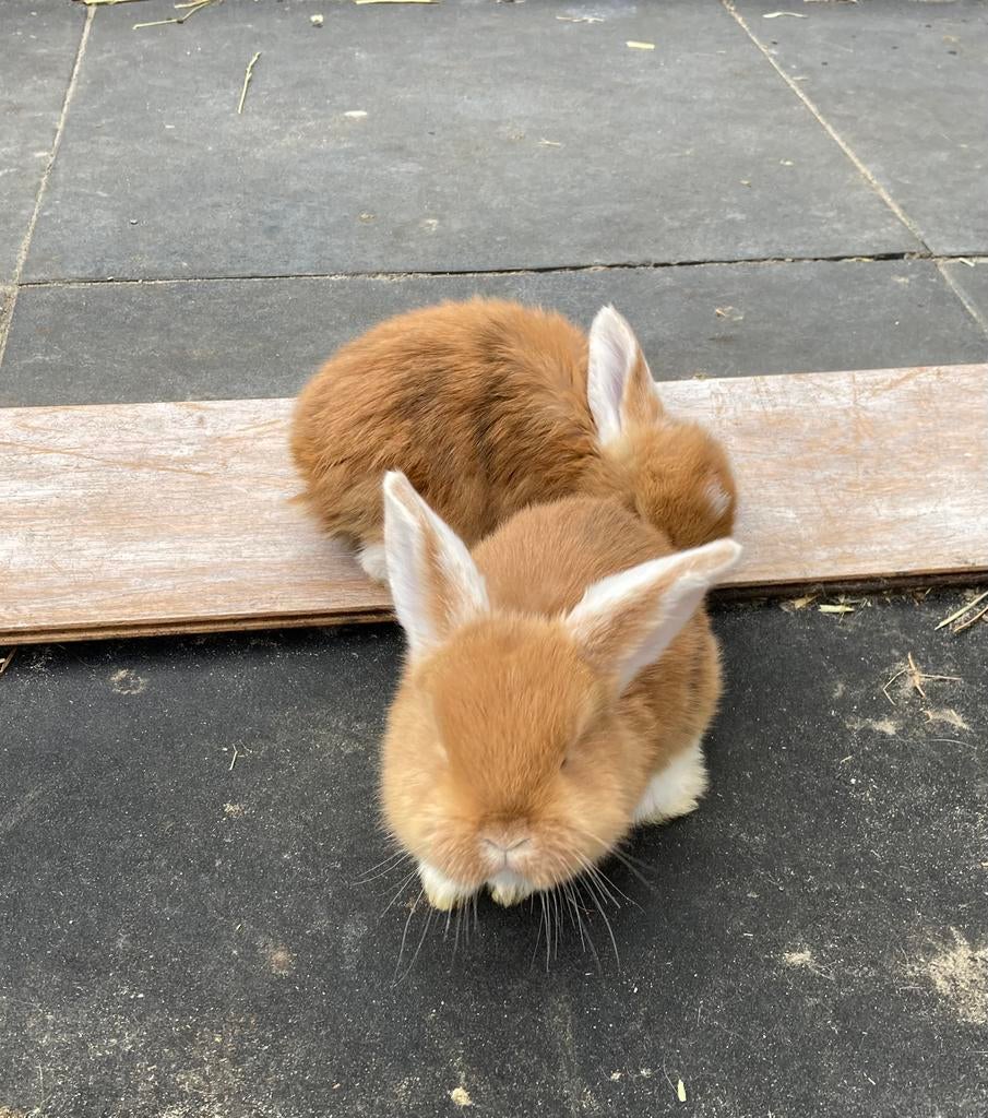 Franse hangoren, Dieren en Toebehoren, Konijnen, Geslacht onbekend, Groot