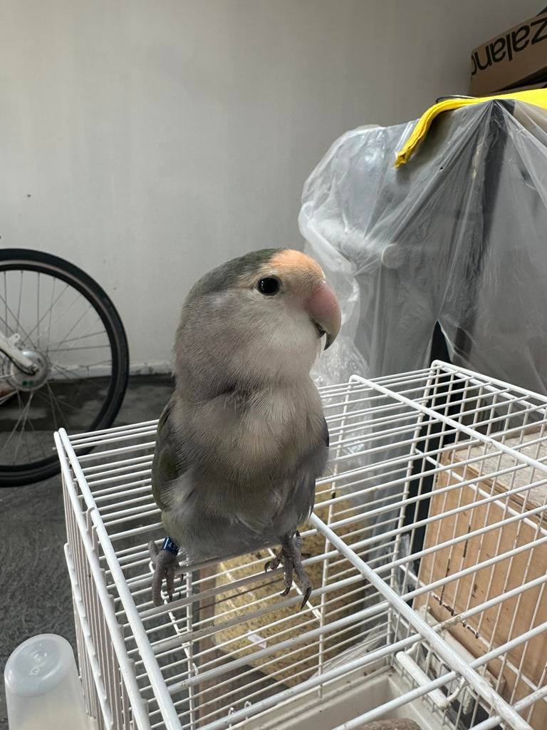 Te koop: lieve agapornis popje (2023), Dieren en Toebehoren, Vogels | Parkieten en Papegaaien, Vrouwelijk, Dwergpapegaai of Agapornis