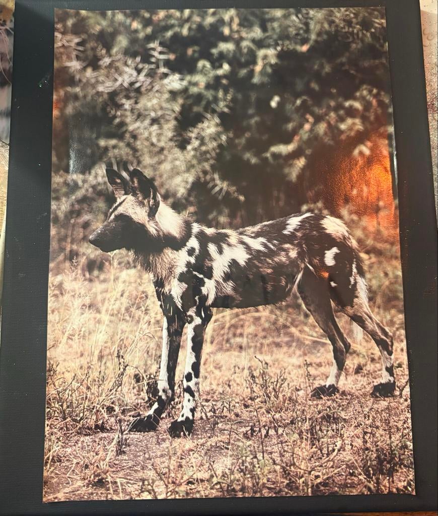 Canvas hyena, Ophalen of Verzenden