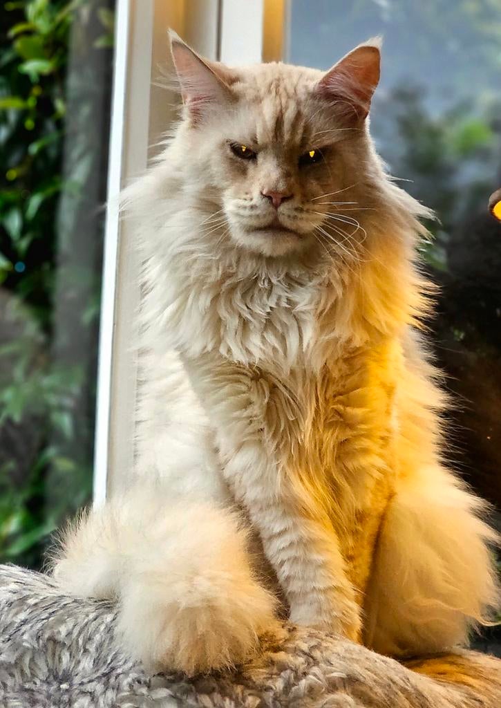 XXL Maine Coon Rus DEKKATER BlackSmoke GetestVriendelijkReus