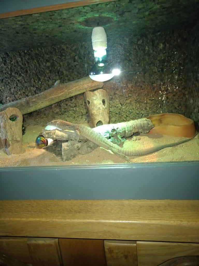 Varanus tristis tristis 1.0 Monitor Lizard - male for sale from Igor