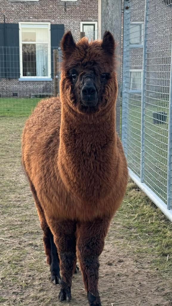 Alpaca hengst - halstermak - rustig, Juni, Mannelijk