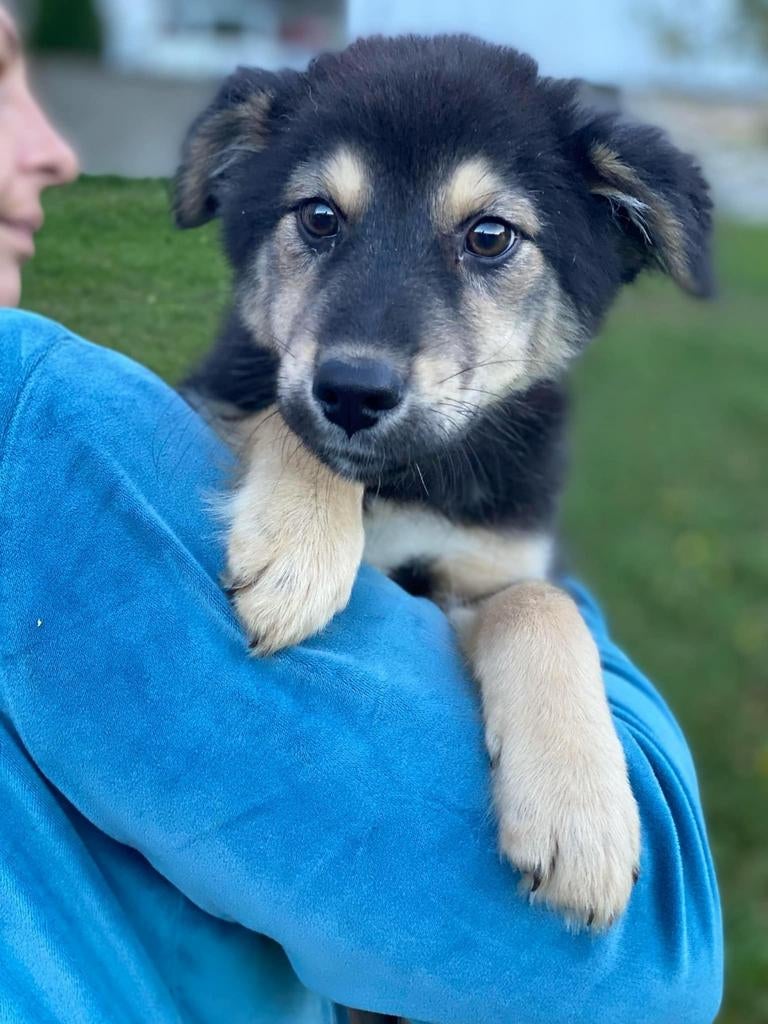Spoed!! Opvanggezinnen gezocht. Winter op komst!, Dieren en Toebehoren, Particulier, 15 weken tot 1 jaar, Buitenland, Parvo