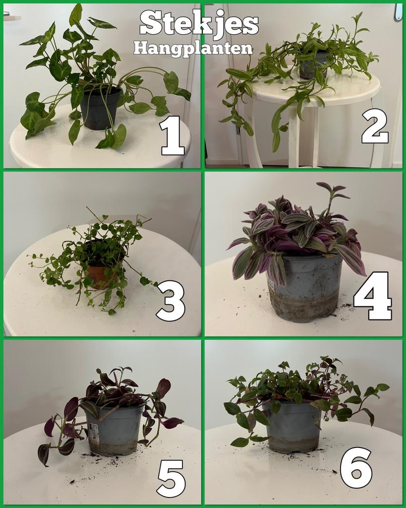 Diverse hangplant stekjes kamerplanten, Ophalen, Halfschaduw, Minder dan 100 cm