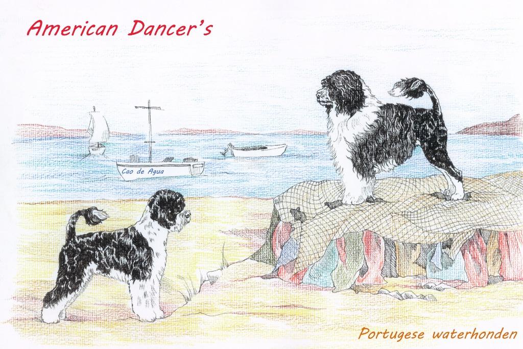 Portugese waterhond, Overige rassen, 8 tot 15 weken, Meerdere, Meerdere dieren