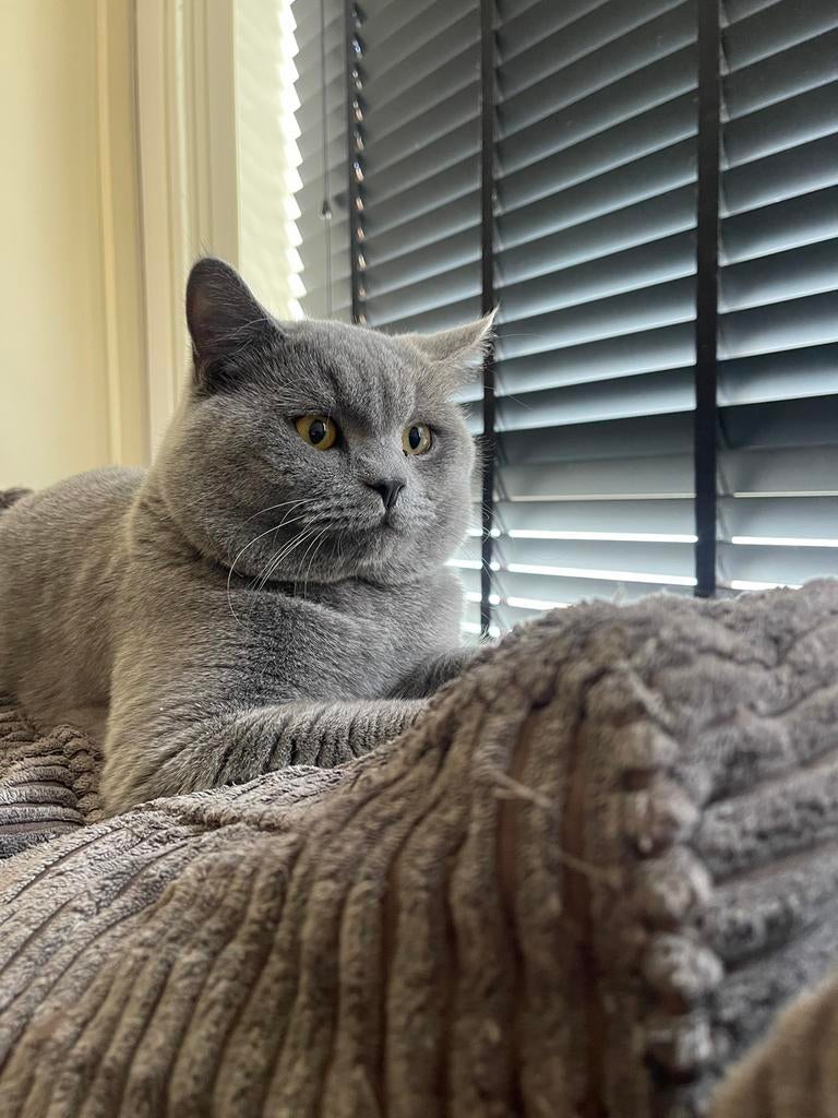 Zorro ervaren dekkater(Niet te koop)!(geen kittens te koop!!, 0 tot 2 jaar