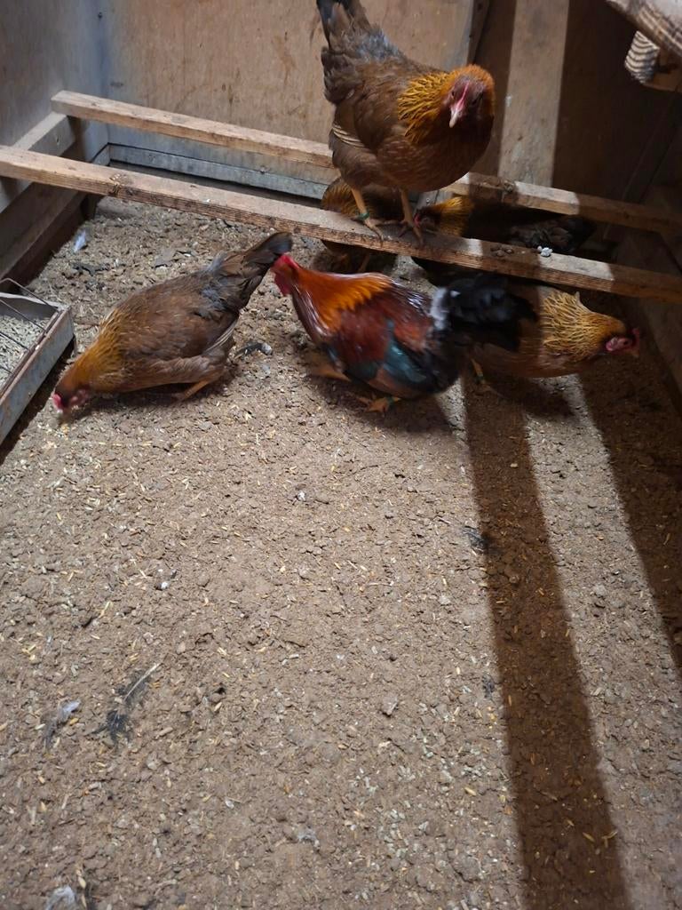 Broedeieren van welsumer  kriel, Dieren en Toebehoren, Pluimvee, Geslacht onbekend, Kip