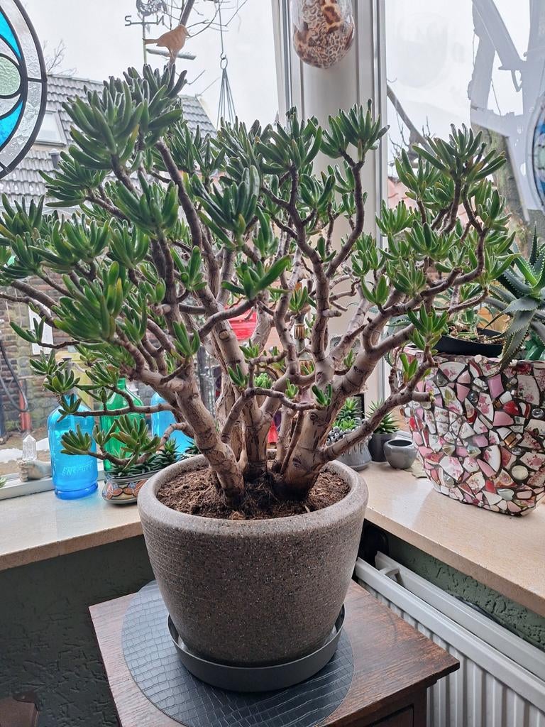 Crassula, vetplant, bonsai boompje, geldboom, kamerplant., Ophalen, Halfschaduw, Minder dan 100 cm