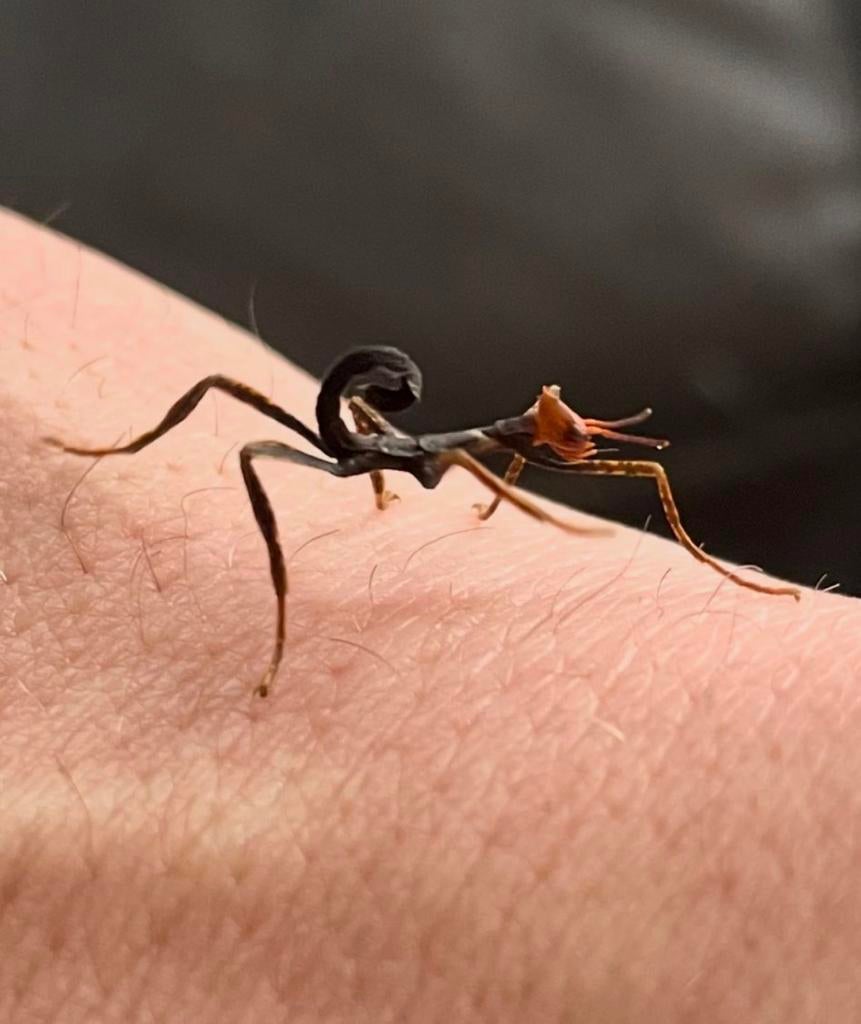 Australische flappentakken nimfen man/vrouw, Dieren en Toebehoren, Insecten en Spinnen