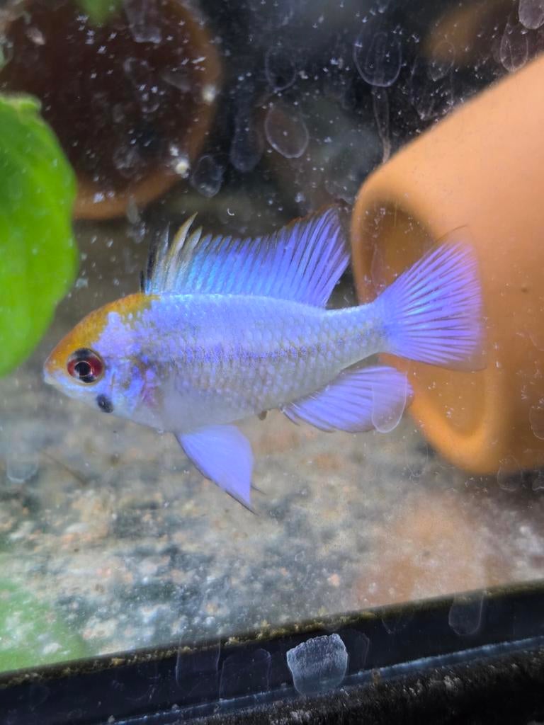 Ramirezi Electric Blue Gold Head, Vis