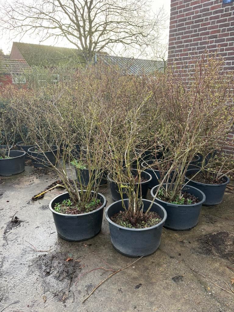 Blauwe bessen planten/struiken, Ophalen