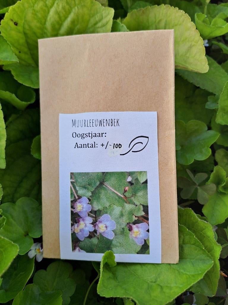 Bio zaden muurleeuwenbek: inheems, meerjarig en eetbaar, Ophalen of Verzenden, Voorjaar, Volle zon, Zaad