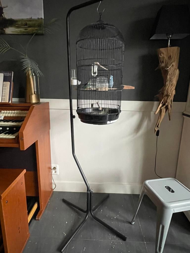 Kooi op standaard inclusief 2 forpus parkieten, Ophalen, Gebruikt, Metaal, Vogelkooi