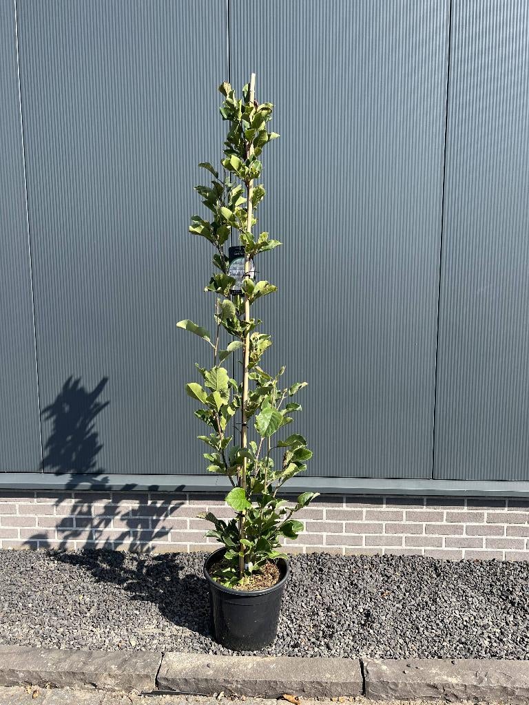 magnolia, Volle zon, Vaste plant, Lente, Ophalen