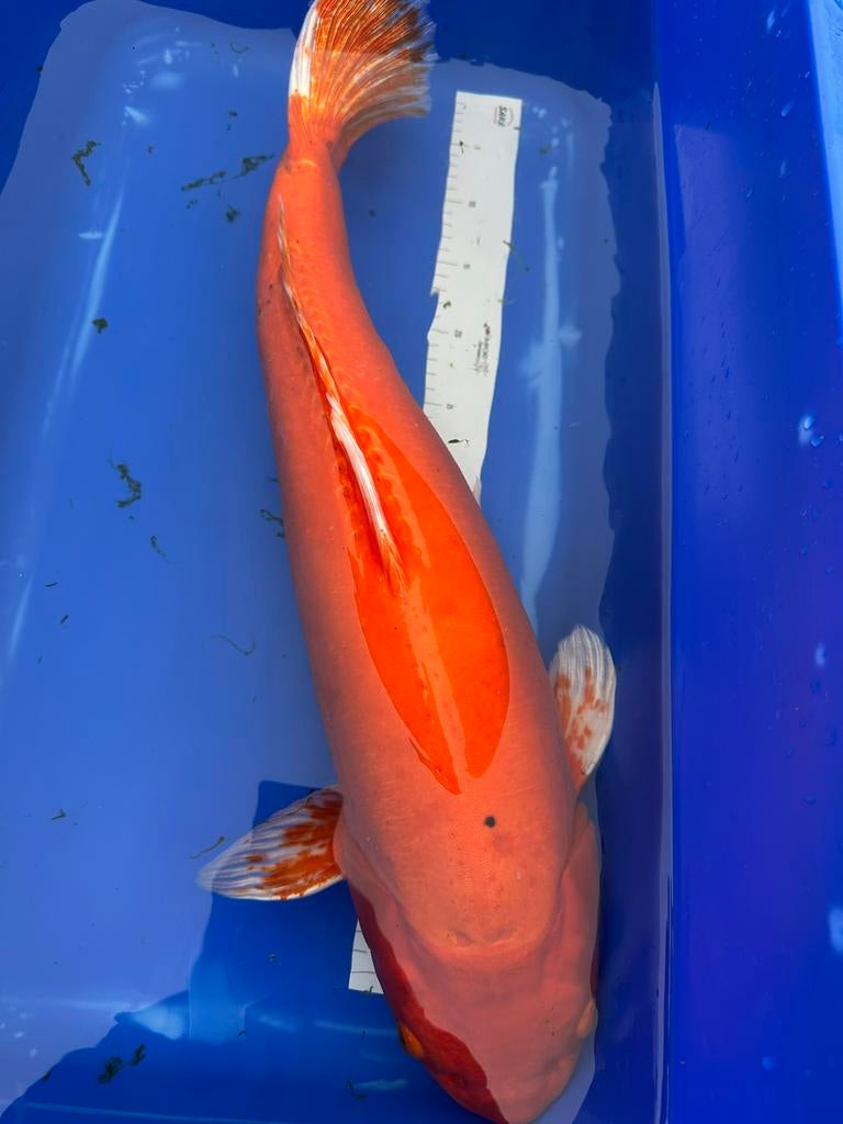 doitsu Benigoi 60cm, Karper of Koi
