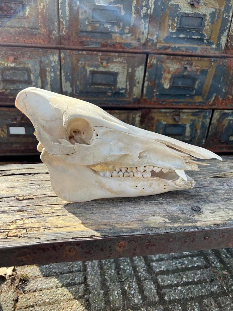 Prachtige schedel van Wild Zwijn, Ophalen of Verzenden, Wild dier, Schedel