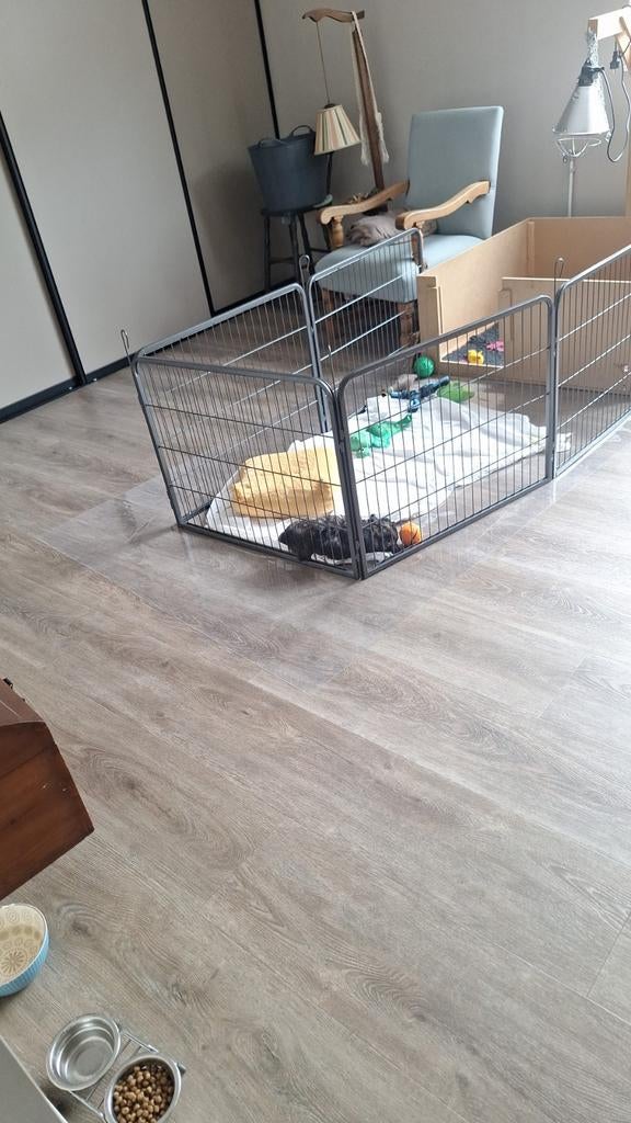 Puppy ren. Weinig gebruikt., Ophalen