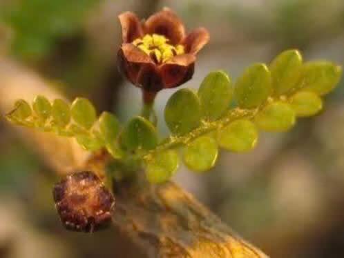 Caudex Operculicarya Decaryi uit Zuid Madagaskar. Potmaat 20, Huis en Inrichting, Kamerplanten, Overige soorten, Ophalen of Verzenden