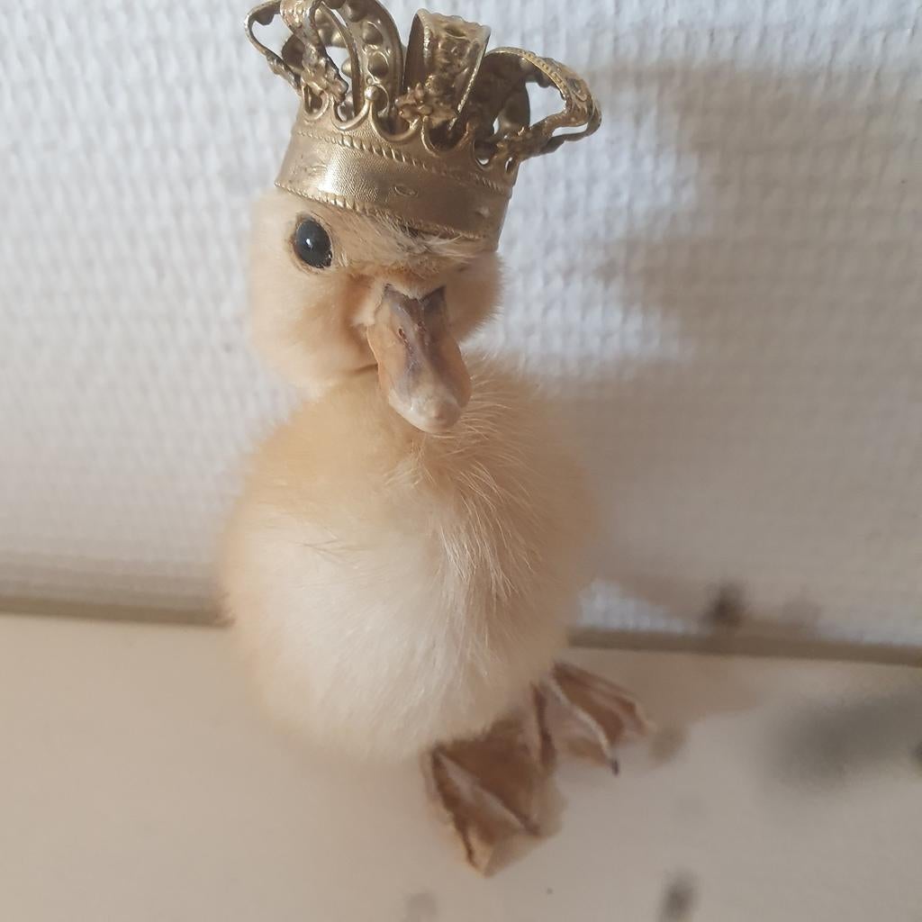 Brocante Eendje, Ophalen of Verzenden, Zo goed als nieuw, Hond of Kat, Beeldje of Figuurtje