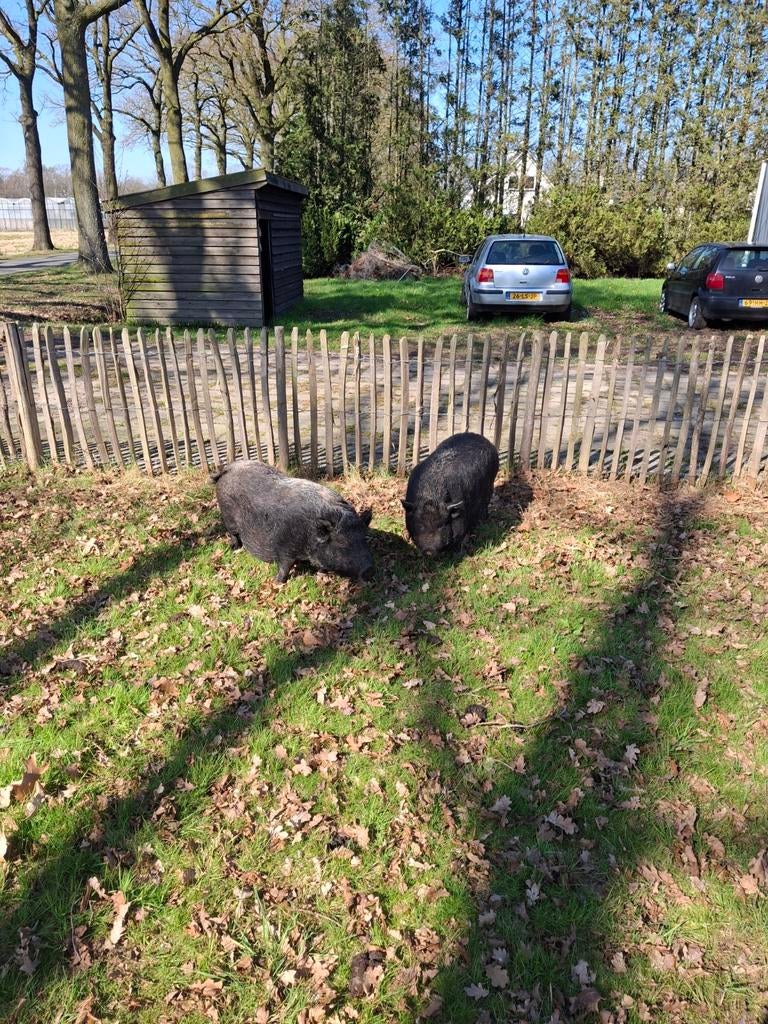 3 leuke Mini varkens, Dieren en Toebehoren, Meerdere dieren, Varken, 6 jaar of ouder
