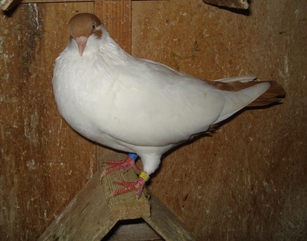 Nederlandse Helmduiven - gele doffers - sierduiven helmduif, Dieren en Toebehoren, Mannelijk, Tuimelaar of Roller