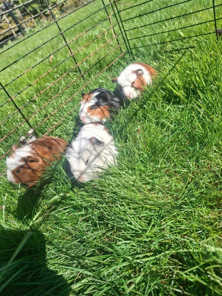 Te koop mooie jonge Cavia's, Dieren en Toebehoren, Cavia, Februari, Meerdere dieren, Tam