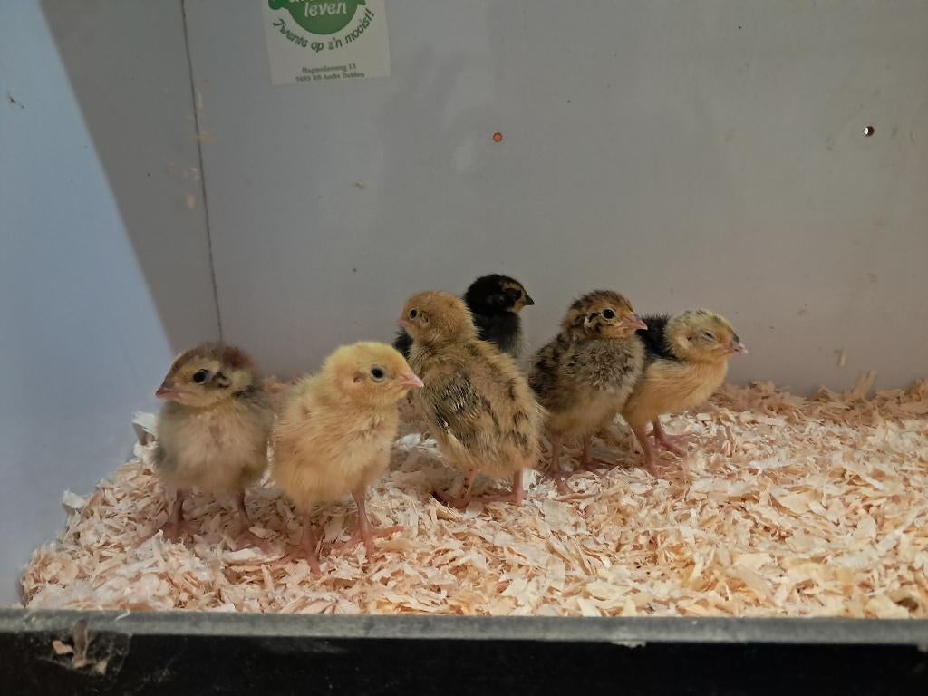 Japanse kwartel kuikens 0-4 weken oud, Dieren en Toebehoren, Geslacht onbekend, Overige soorten