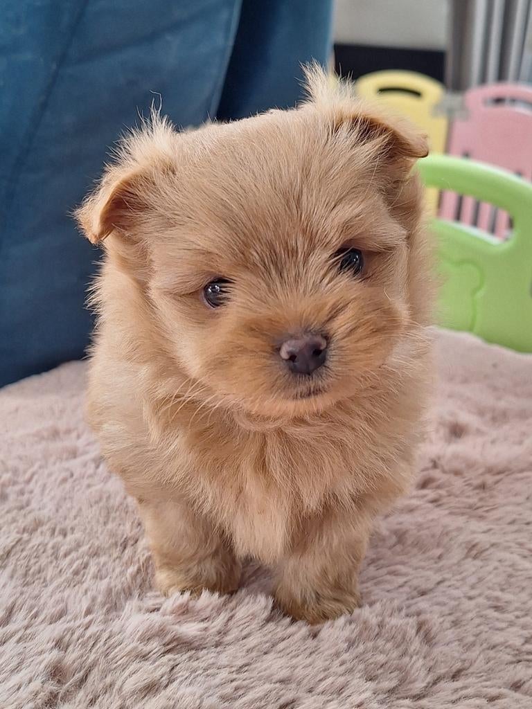 Mooie havapom (havanezer/pomeriaan) pups, Parvo, Overige rassen, 8 tot 15 weken, Meerdere