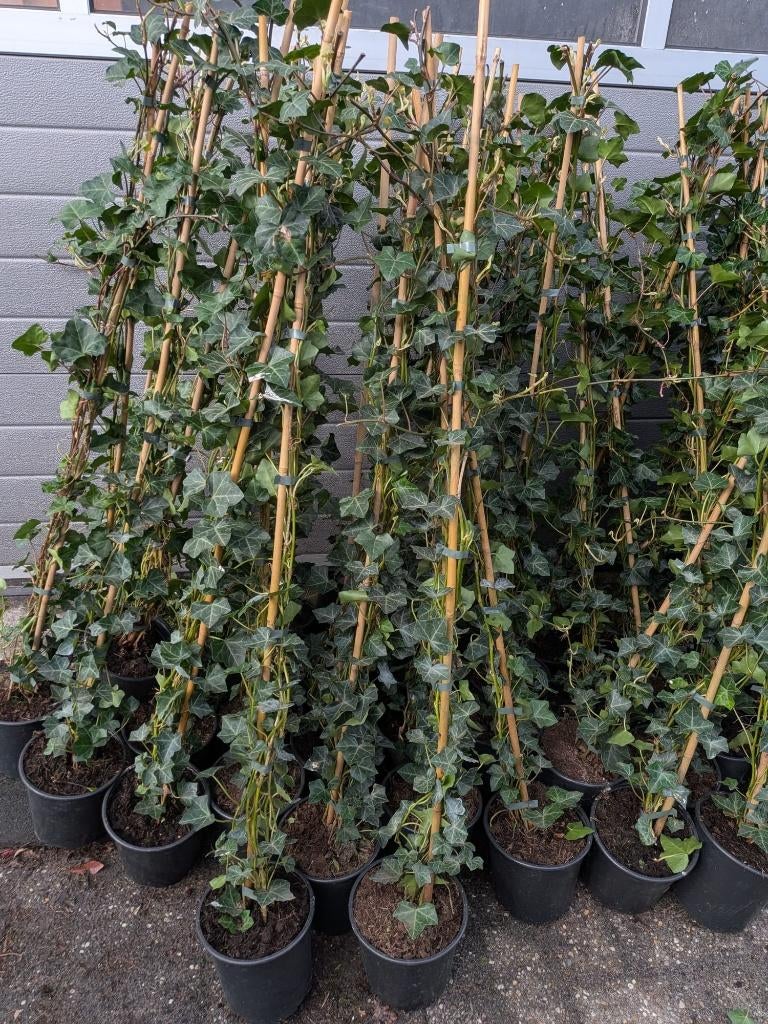 Hedera woener gestokt 100-125 cm, Ophalen, Vaste plant, Bloeit niet, Halfschaduw