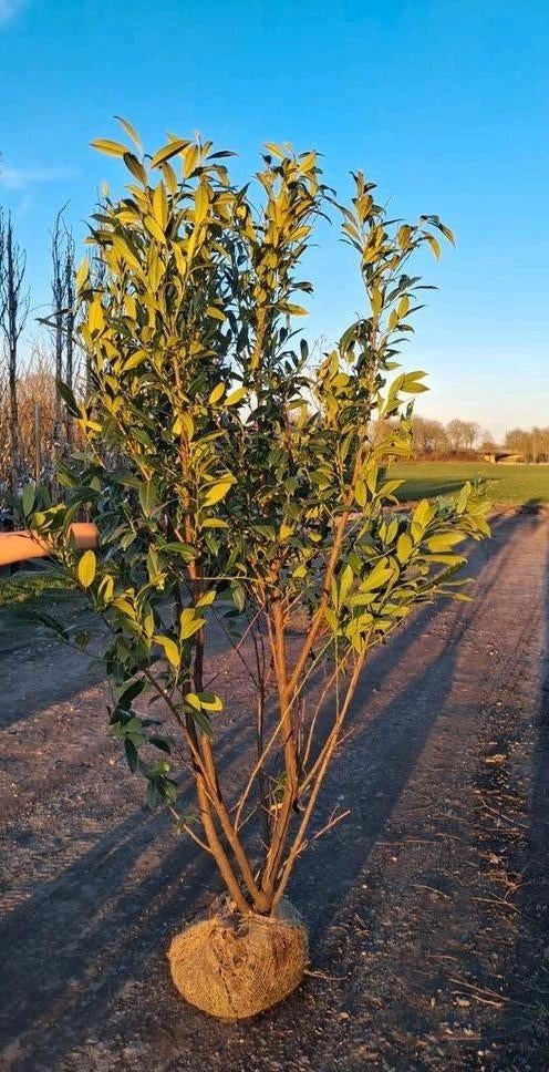 Actie! Prunus Herbergii 150-175 cm - Winterharde Laurier, Ophalen of Verzenden, Laurier, Struik, 100 tot 250 cm