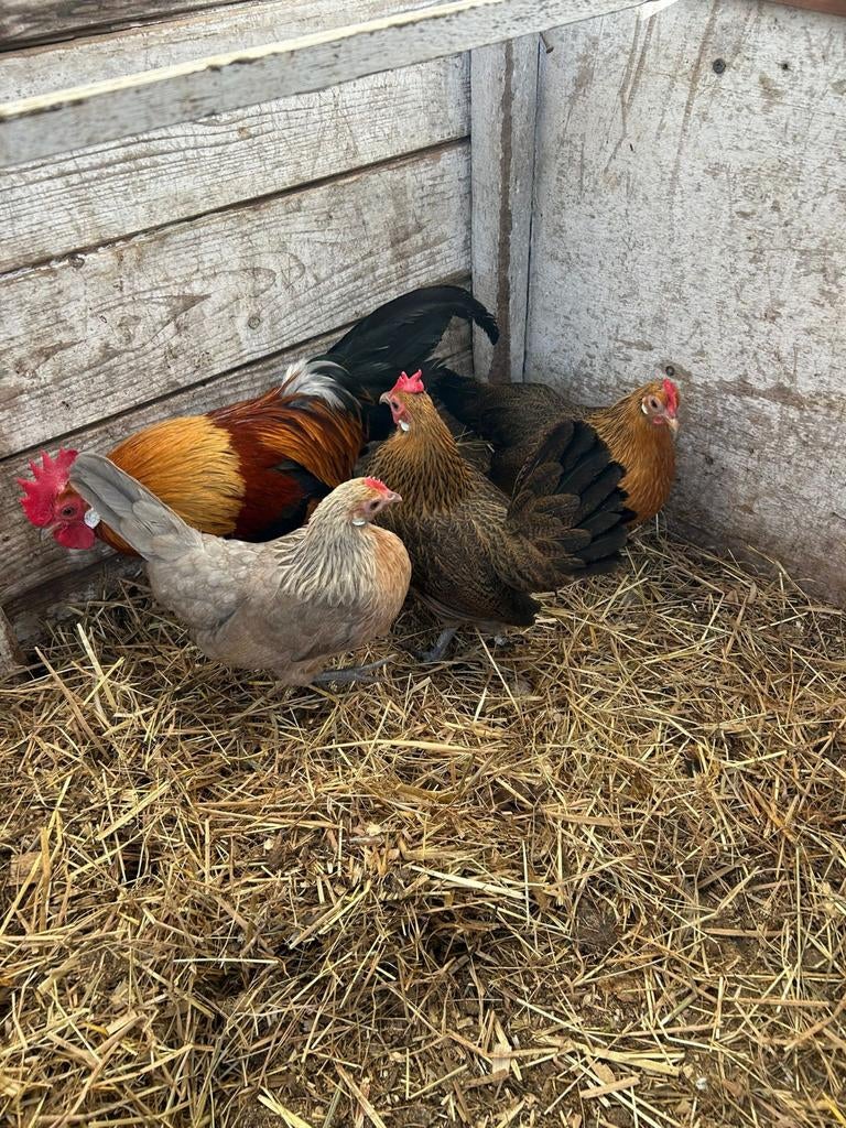3 hollandse kriel hennetjes + haantje., Vrouwelijk, Kip