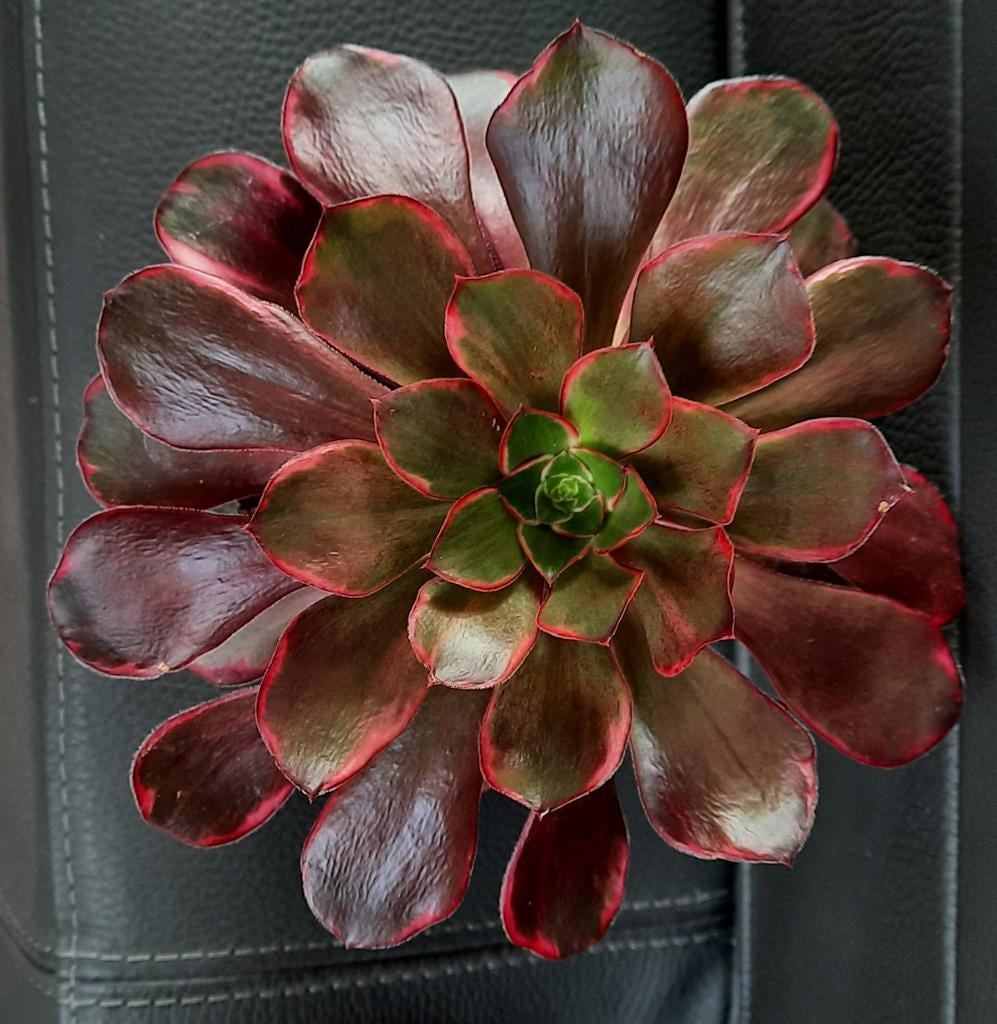 Aeonium Green Voodoo, Vetplant, Ophalen of Verzenden, Minder dan 100 cm, Bloeiende kamerplant