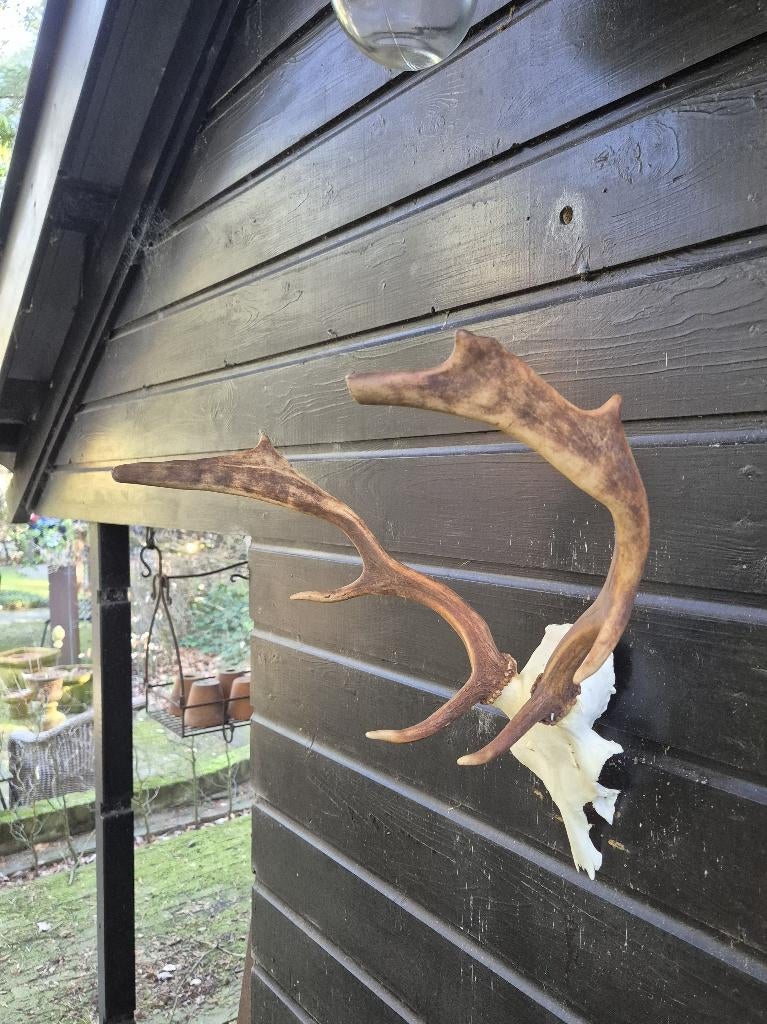 Compact Damhert gewei jacht overkapping mancave € 45,00, Ophalen, Gebruikt, Hert, Gewei of Kop