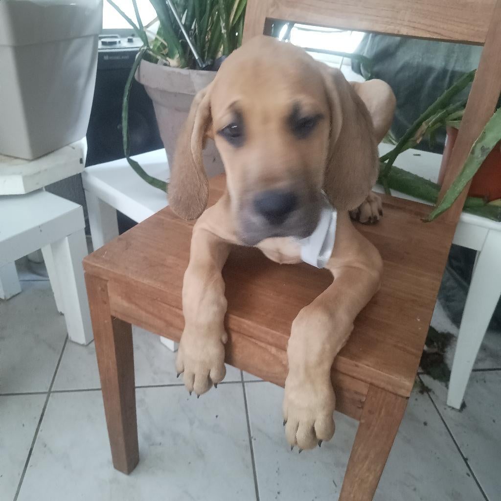 Duitse dog, 8 tot 15 weken, Parvo, Meerdere, Nederland