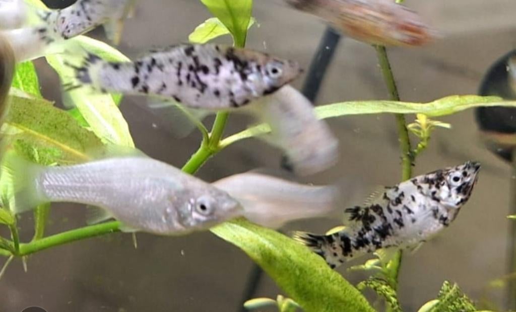 Jonge hoog vinkarpers, Dieren en Toebehoren, Vis, Zoetwatervis